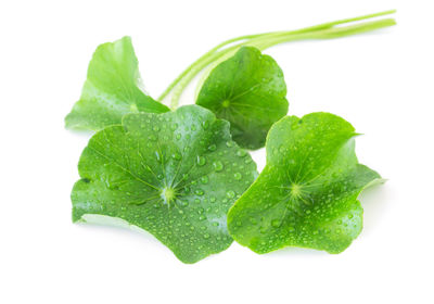 Close-up of water drops on leaf over white background