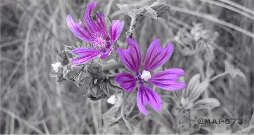 Close-up of pink flowers