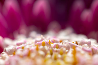 Close-up of cupcakes