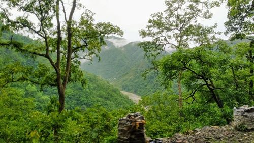 Scenic view of forest