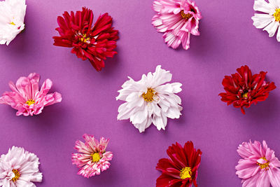 High angle view of carnation flowers against purple background