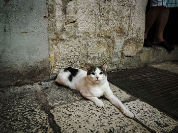 Portrait of cat sitting outdoors