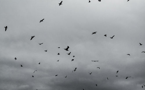 Low angle view of silhouette birds flying against sky