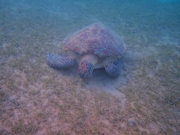 reef