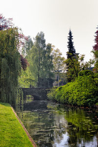 Reflection of trees in water