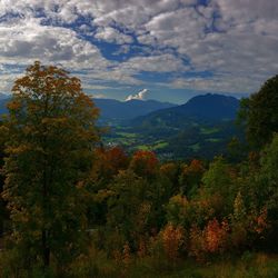 Trees in forest against sky