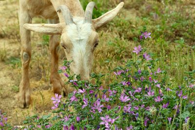 White goat grazing by purple flowers