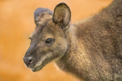 Close-up of kangaroo