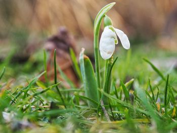 Close-up of white flowering plant