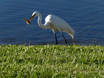 White heron in lake