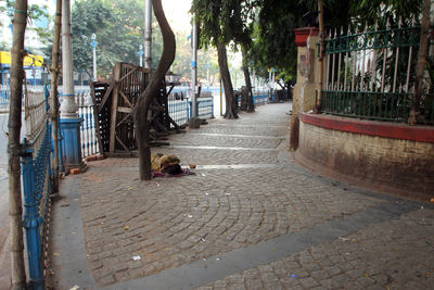 View of cat on footpath