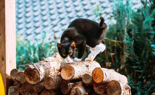 Stack of a logs