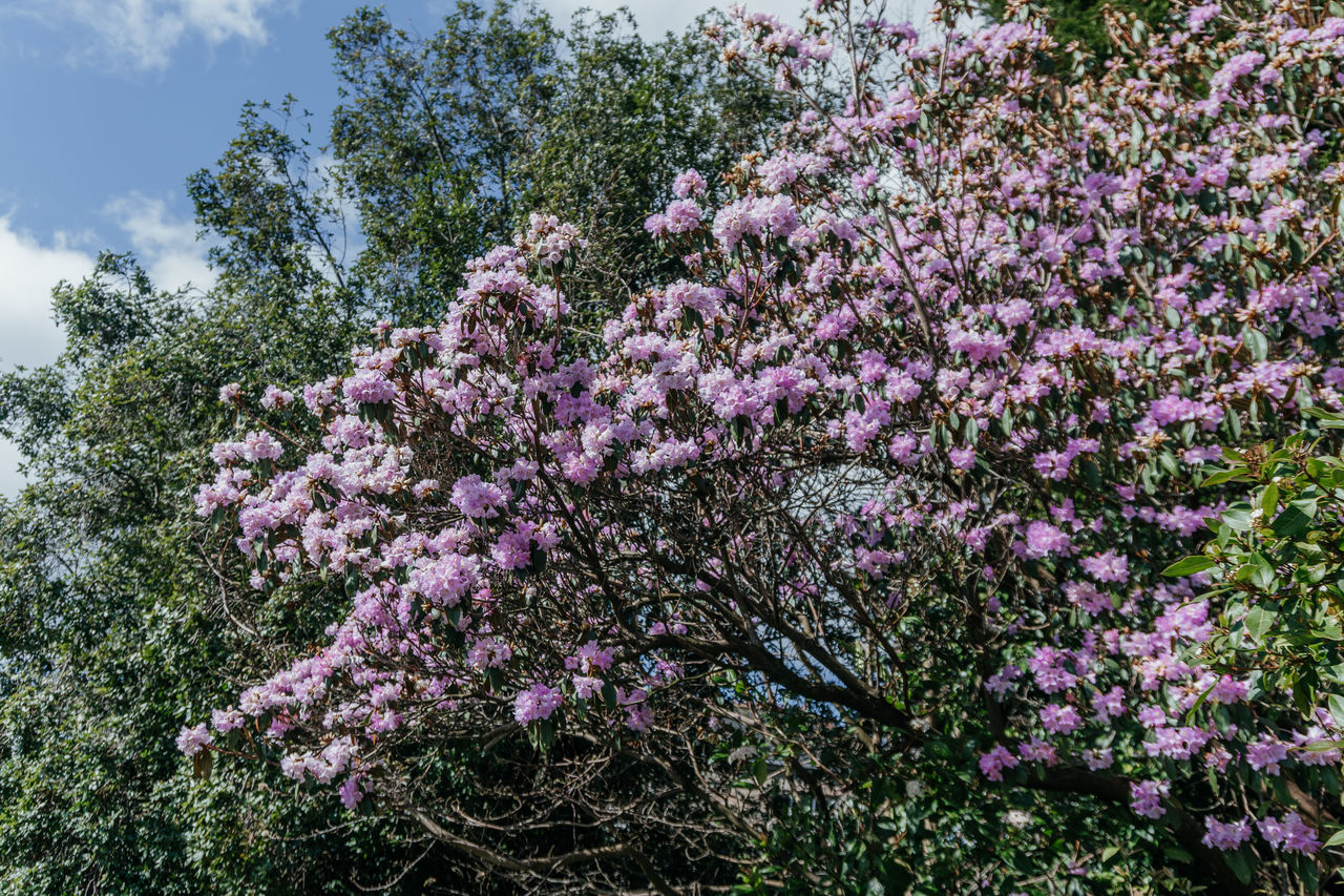 plant, flower, flowering plant, tree, growth, beauty in nature, blossom, freshness, nature, pink, fragility, low angle view, springtime, lilac, sky, no people, day, shrub, branch, outdoors, botany, cloud, tranquility