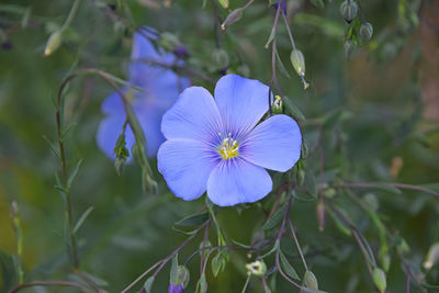 Close-up of purple flowers