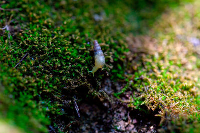 High angle view of insect on plant