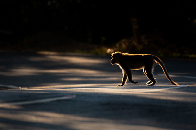 Side view of dog on road