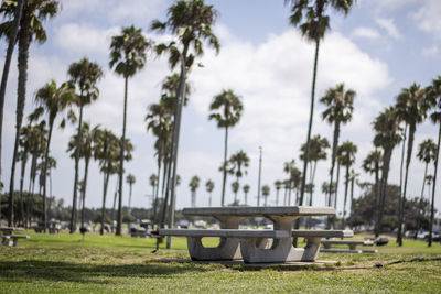 Concrete bench in sunny park with many palm trees