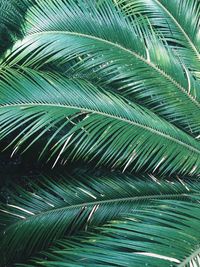 Full frame shot of palm tree