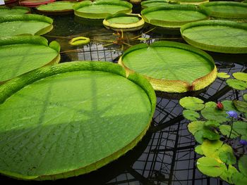 High angle view of lotus leaves floating on pond