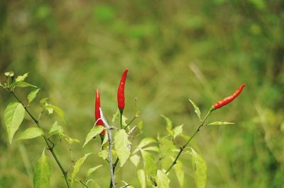 Close-up of red rose flower plant