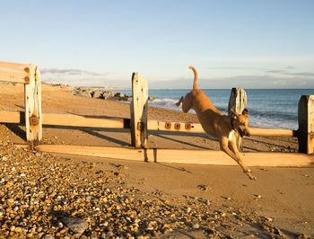 Action shot of a lurcher dog jumping over a fence on a beach