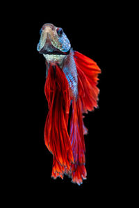 Close-up of a fish against black background