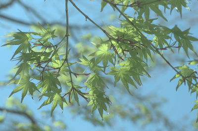 Low angle view of flowering plants on tree