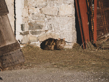 Cat sitting on wall