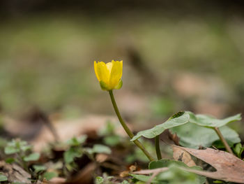 Close-up of yellow flowering plant