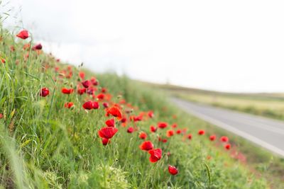 Red poppies growing on field against sky