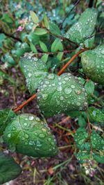 Close-up of raindrops on leaves