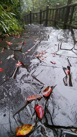 High angle view of trees during autumn