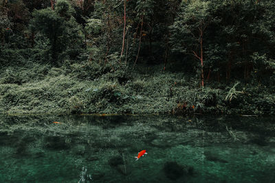 Scenic view of lake in forest