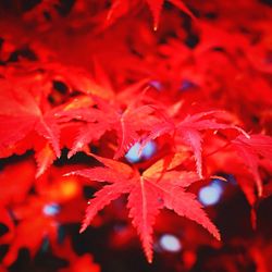 Close-up of red leaves