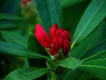 Close-up of red rose flower