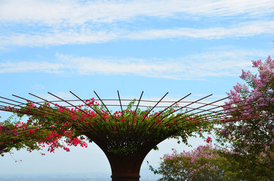 Low angle view of flowers against sky