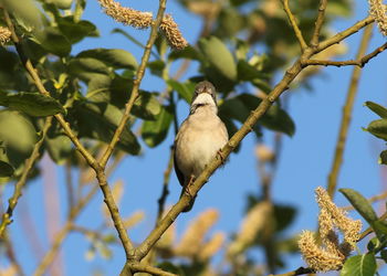 Low angle view of bird perching on tree