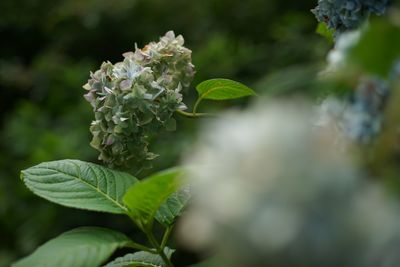 Close-up of plant