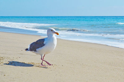 Seagull on beach