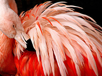 Close-up of flamingo preening against black background