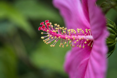 Close-up of pink hibiscus flower