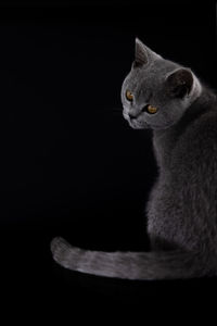Close-up of a cat over black background