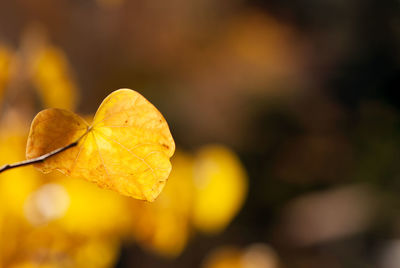 Close-up of yellow maple leaf against blurred background