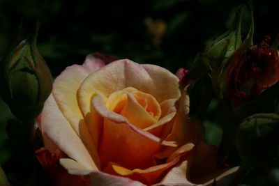 Close-up of rose