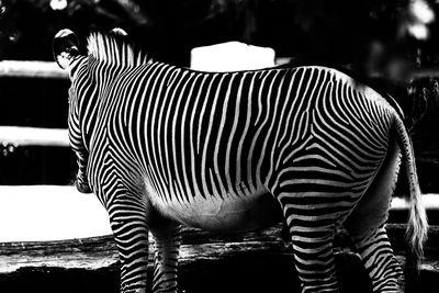 Close-up of zebra standing outdoors