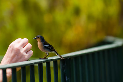 Close-up of cropped hand by bird perching on railing