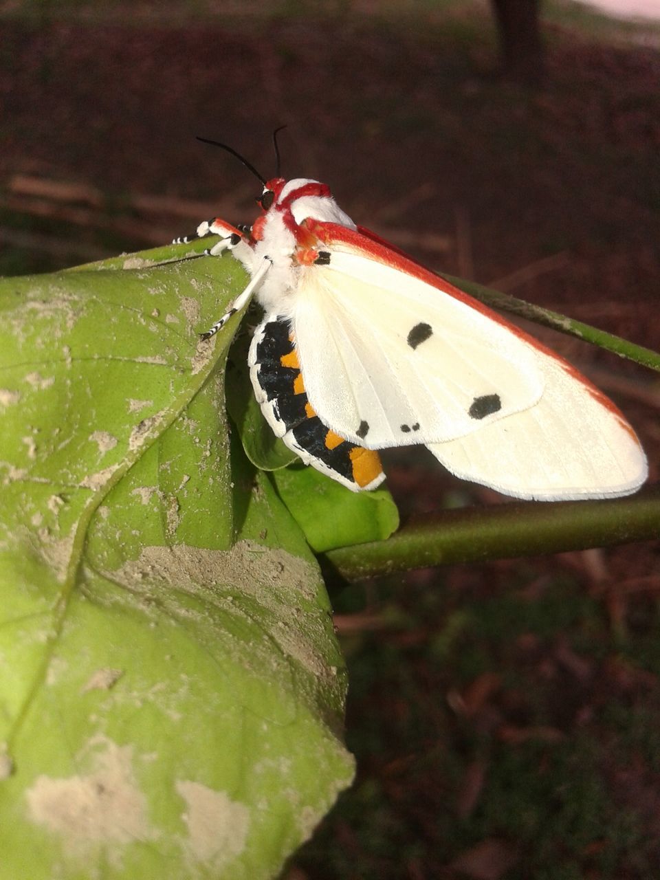 one animal, insect, animals in the wild, animal themes, wildlife, close-up, leaf, green color, focus on foreground, butterfly - insect, butterfly, animal antenna, nature, selective focus, animal markings, plant, day, outdoors, no people, natural pattern