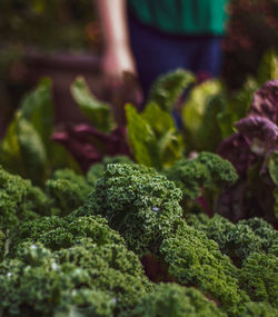 Close-up of kale outdoors