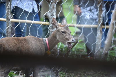 Deer stands on the ground in brreding farm