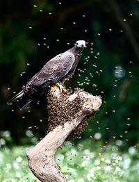 Bird perching on wooden post